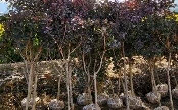 이게 가성비다 자엽안개나무 베스트8