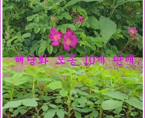 미리주문필수!! 해당화 추천상품