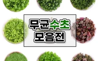 이게 가성비다 조직배양수초 베스트 상품